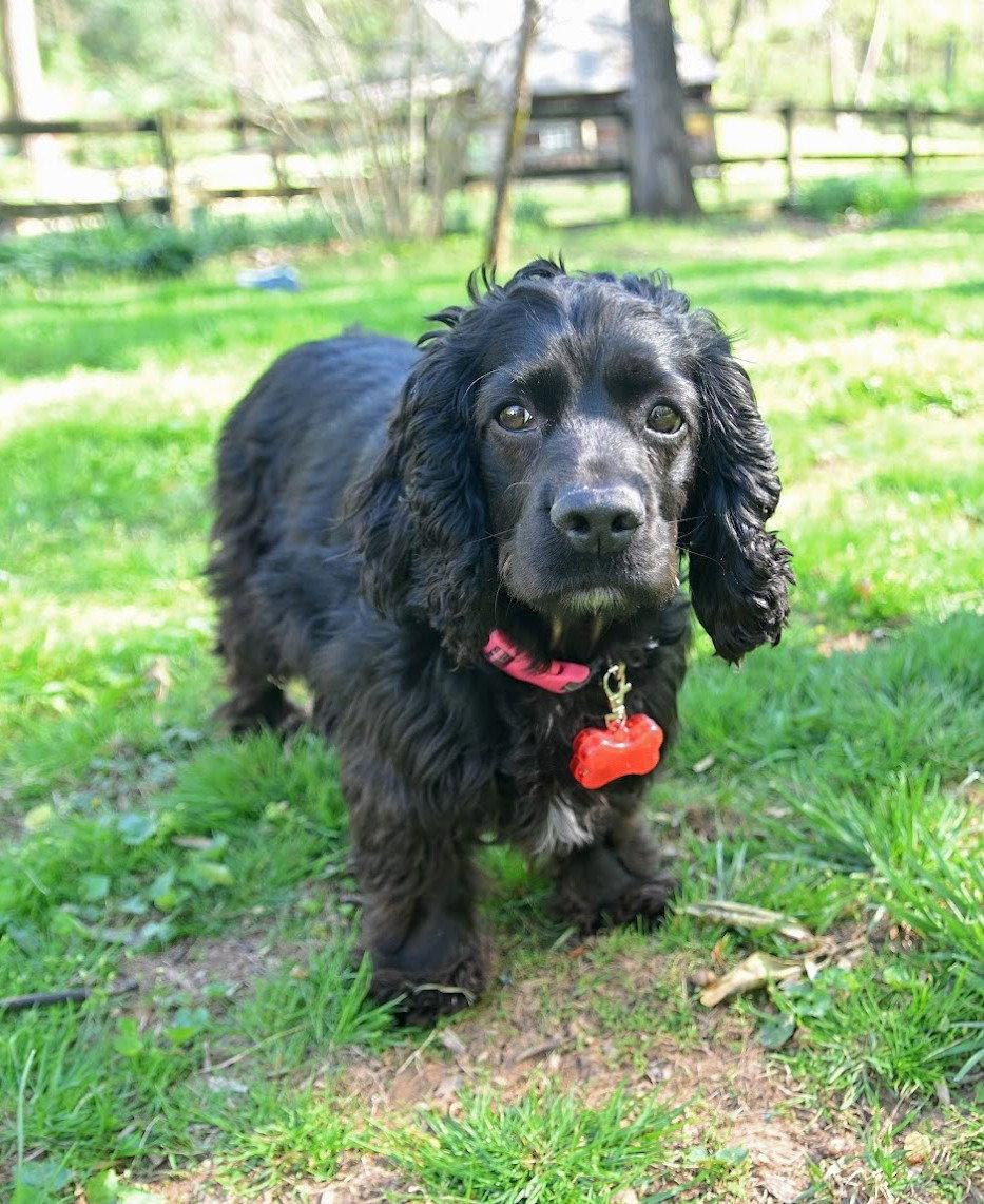 Enlarge Bella, a Adoptable Cocker Spaniel in Arlington, VA image 2/3
