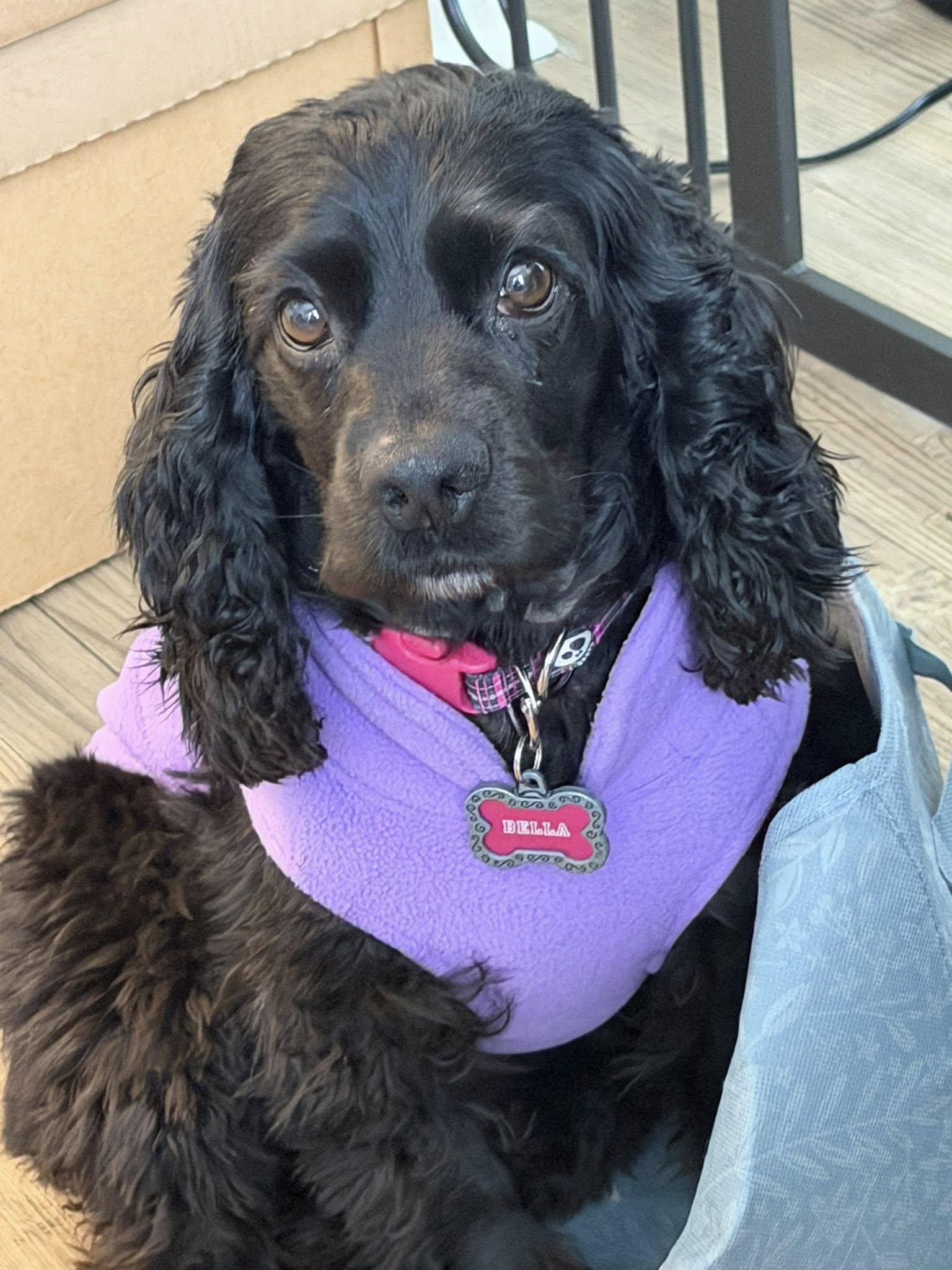 Enlarge Bella, a Adoptable Cocker Spaniel in Arlington, VA image 3/3
