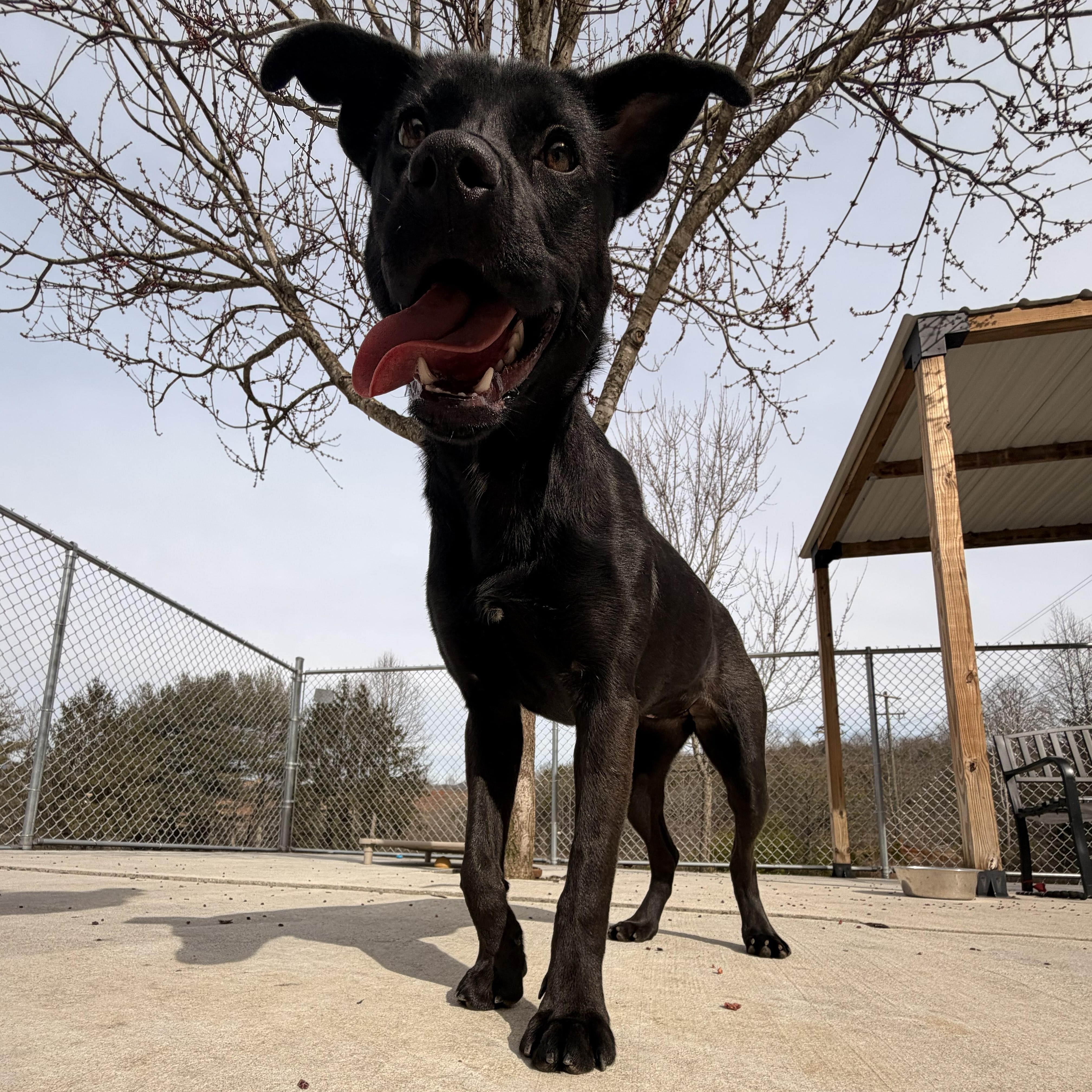 Bun, a ADOPTABLE mixed breed in Franklin, NC image 2/5