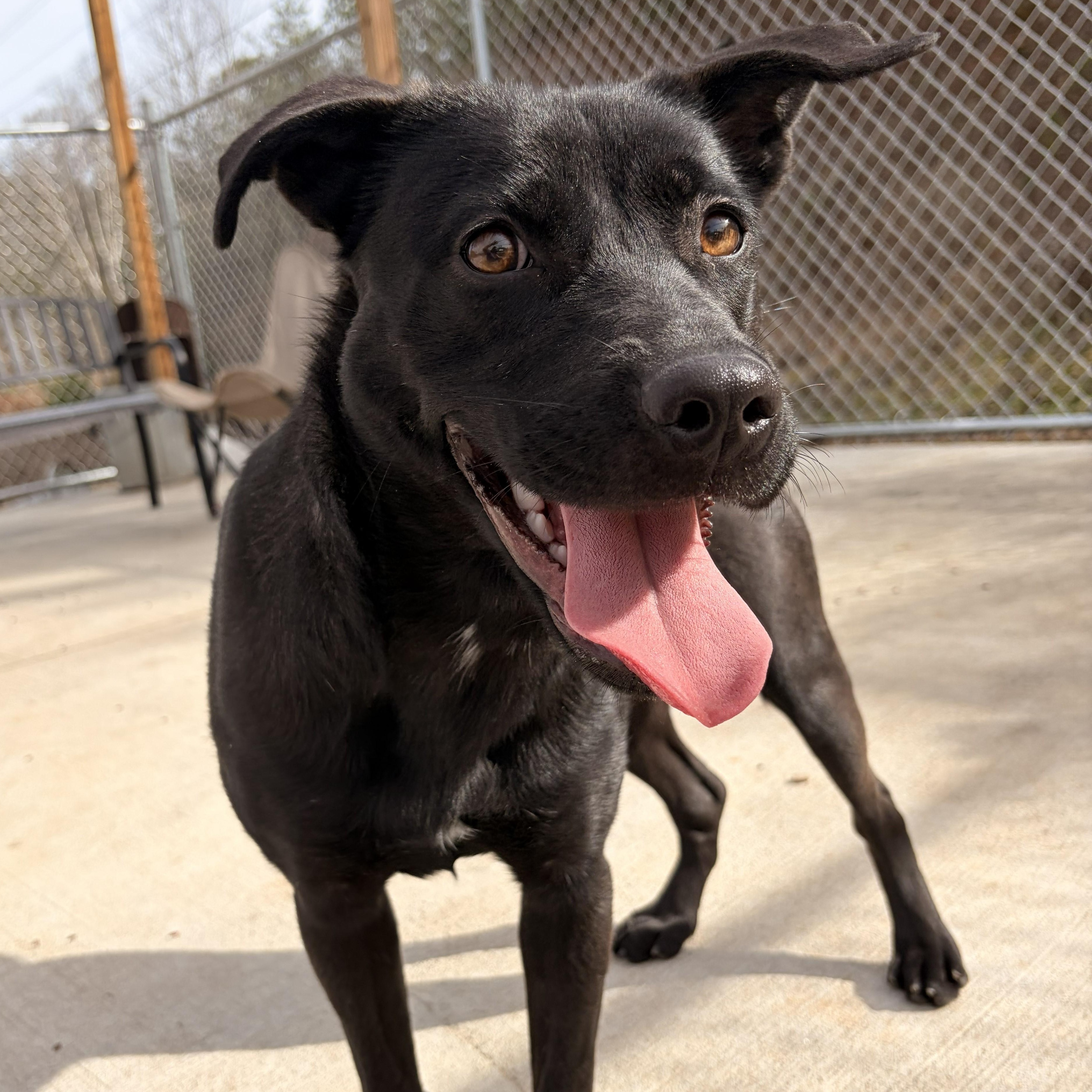 Bun, a ADOPTABLE mixed breed in Franklin, NC image 3/5