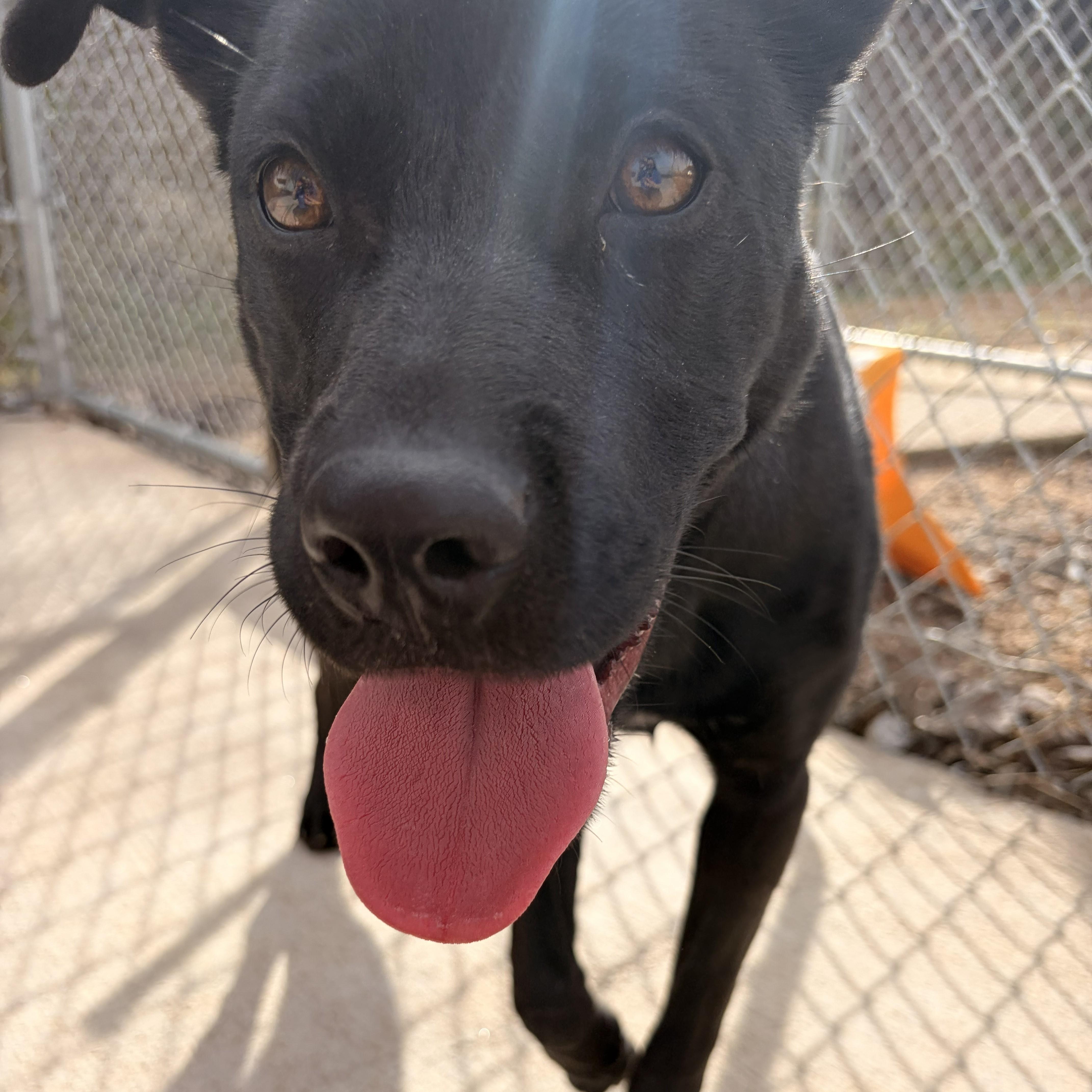 Bun, a ADOPTABLE mixed breed in Franklin, NC image 4/5