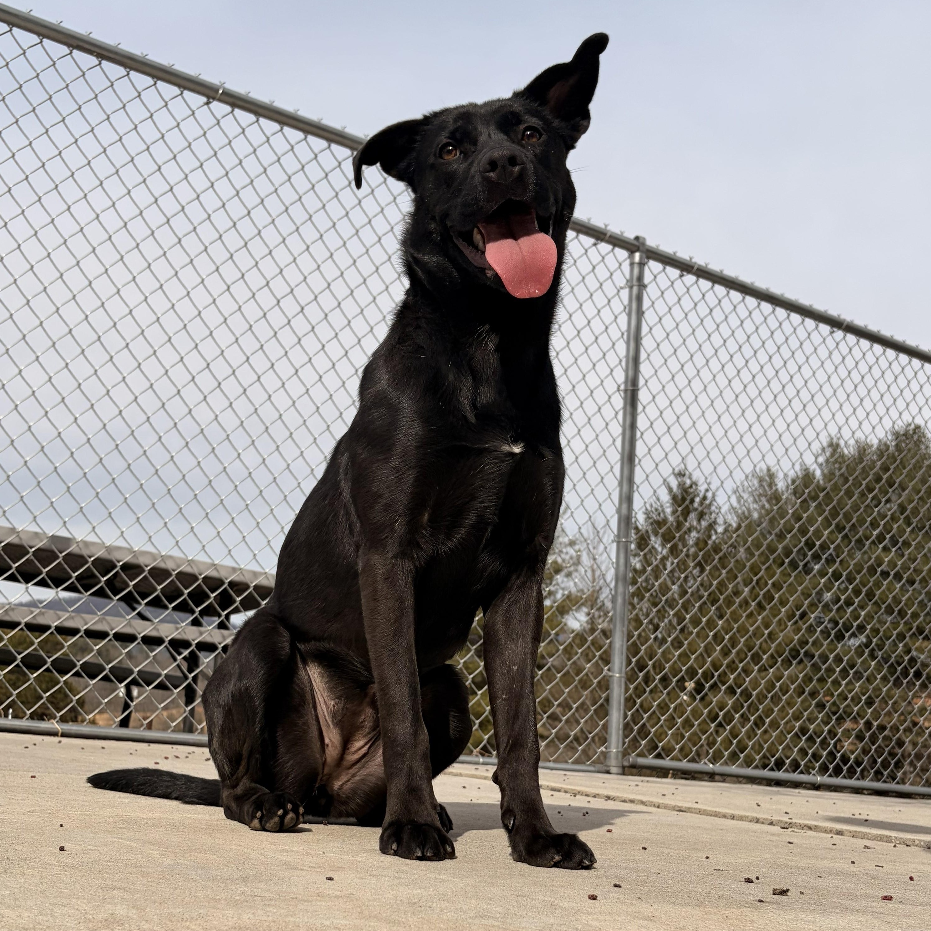 Bun, ADOPTABLE, Young Female German Shepherd Dog & Black Labrador Retriever.