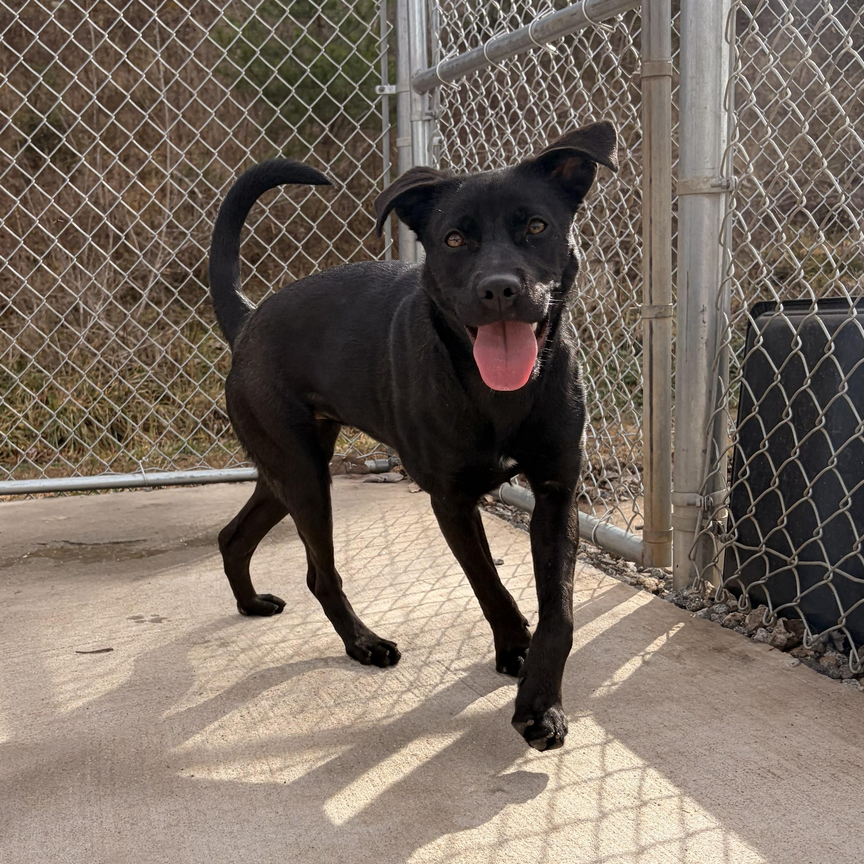 Bun, a ADOPTABLE mixed breed in Franklin, NC image 5/5