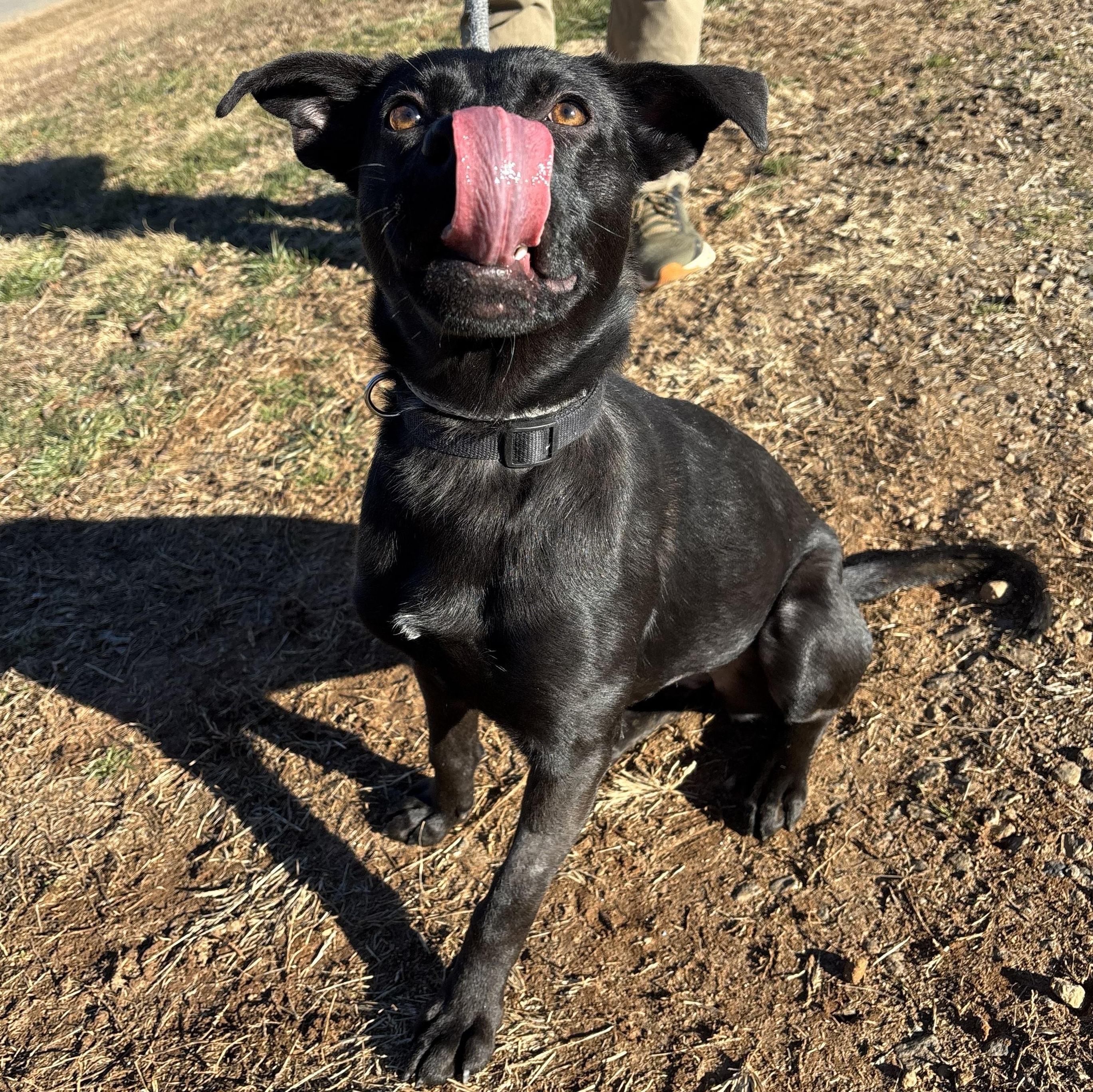 Bun, ADOPTABLE, Young Female German Shepherd Dog & Black Labrador Retriever.