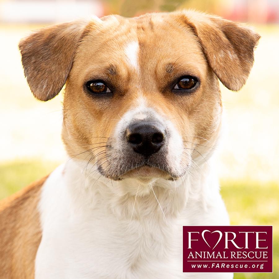 Flo, a ADOPTABLE mixed breed in Marina Del Rey, CA image 5/6