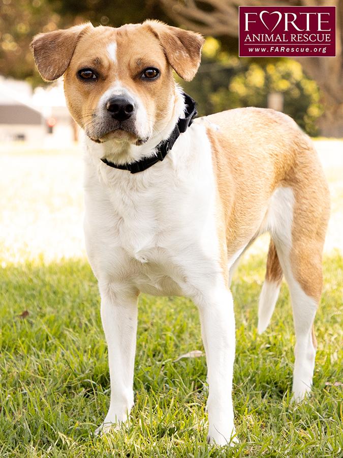Flo, a ADOPTABLE mixed breed in Marina Del Rey, CA image 2/6