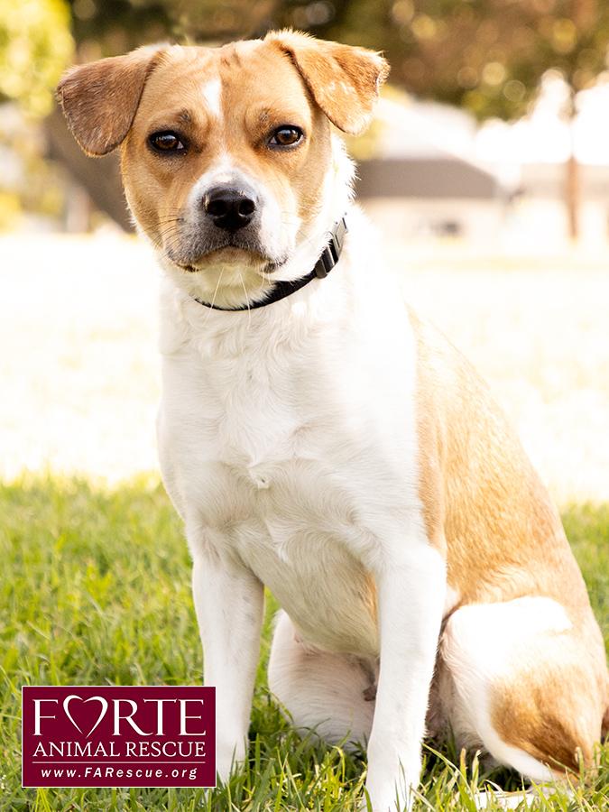 Flo, a ADOPTABLE mixed breed in Marina Del Rey, CA image 6/6