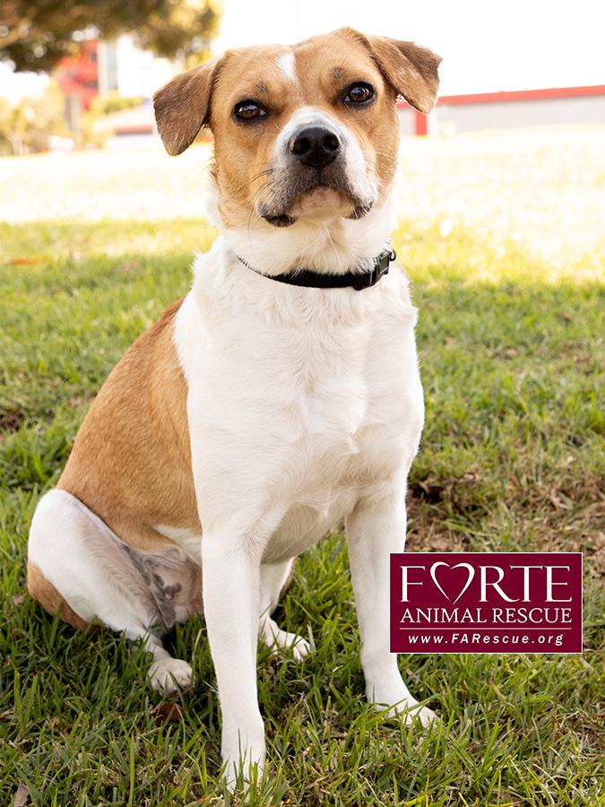Flo, a ADOPTABLE mixed breed in Marina Del Rey, CA image 3/6
