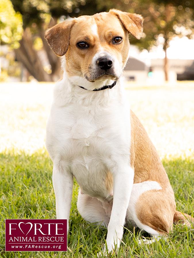 Flo, a ADOPTABLE mixed breed in Marina Del Rey, CA image 4/6