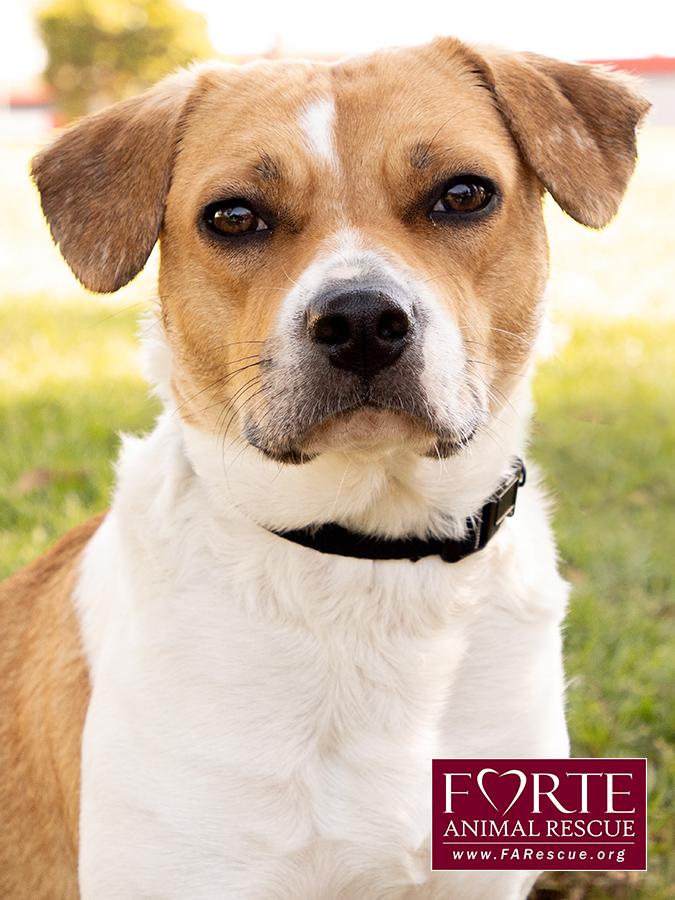 Flo, a ADOPTABLE mixed breed in Marina Del Rey, CA image 1/6