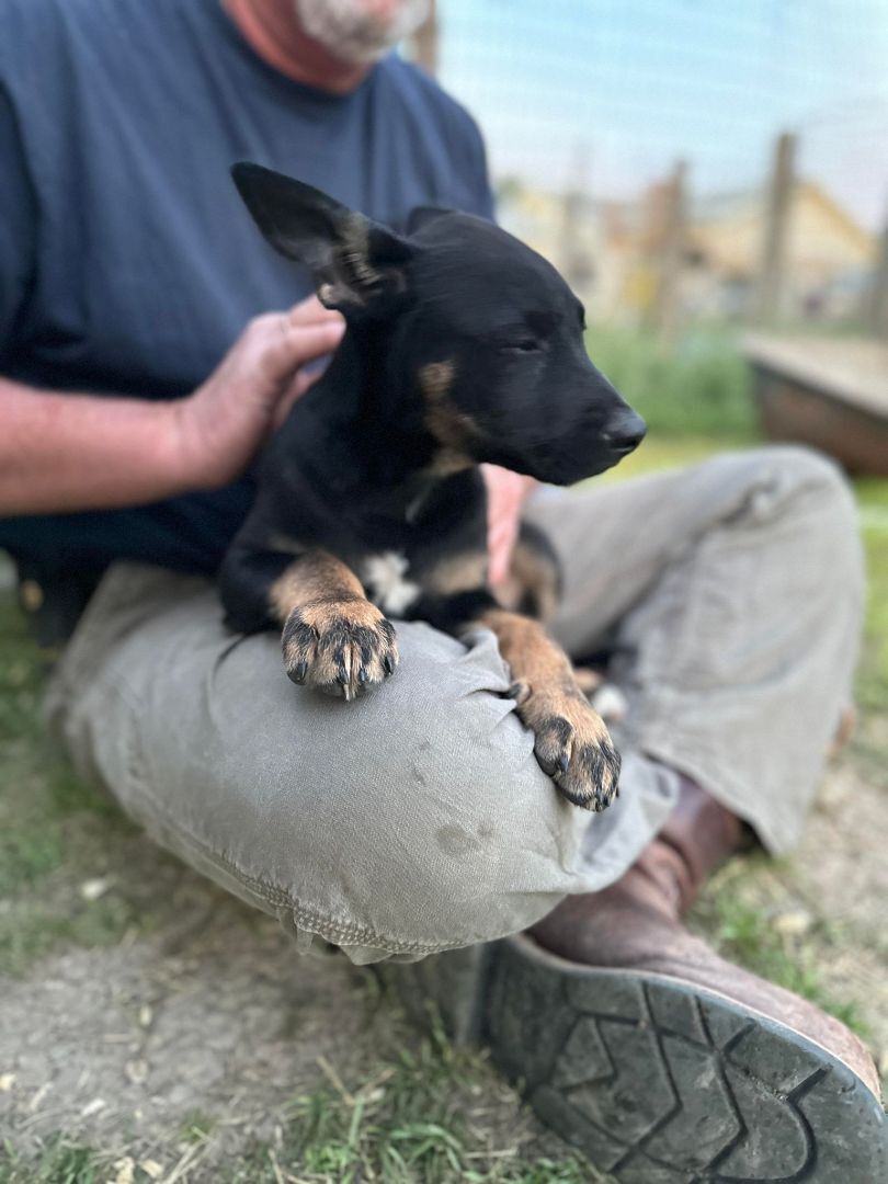 Enlarge Ajax, a Adopted mixed breed in Brattleboro, VT image 1/6