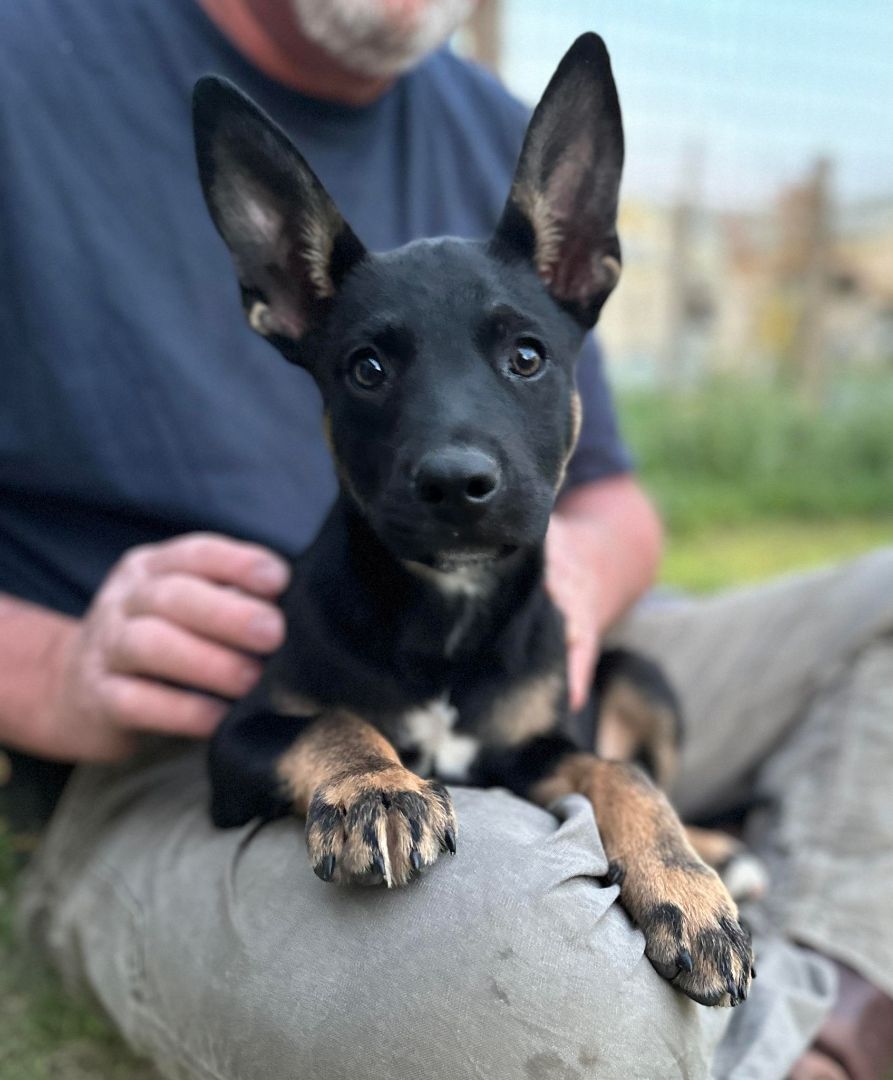 Enlarge Ajax, a Adopted mixed breed in Brattleboro, VT image 2/6