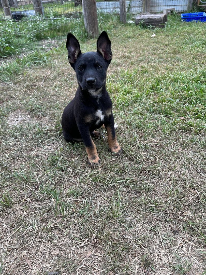 Enlarge Ajax, a Adopted mixed breed in Brattleboro, VT image 3/6