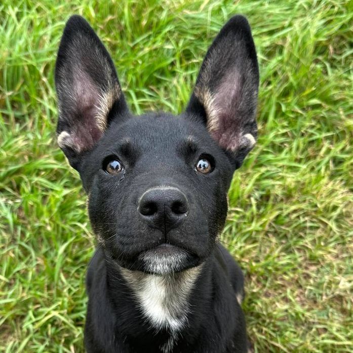 Enlarge Ajax, a Adopted mixed breed in Brattleboro, VT image 4/6
