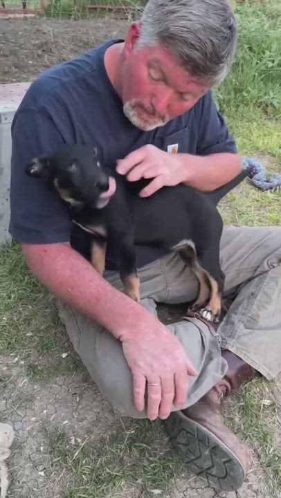 Enlarge Ajax, a Adopted mixed breed in Brattleboro, VT video 5/6