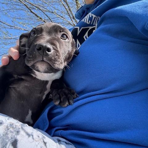 (Bob)Marley, Adoptable, Puppy Male Bull Terrier.