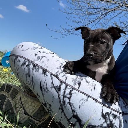 Enlarge (Bob)Marley, a Adoptable Bull Terrier in Kansas City, MO image 2/6