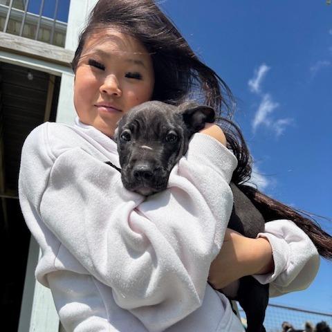 Enlarge (Bob)Marley, a Adoptable Bull Terrier in Kansas City, MO image 3/6