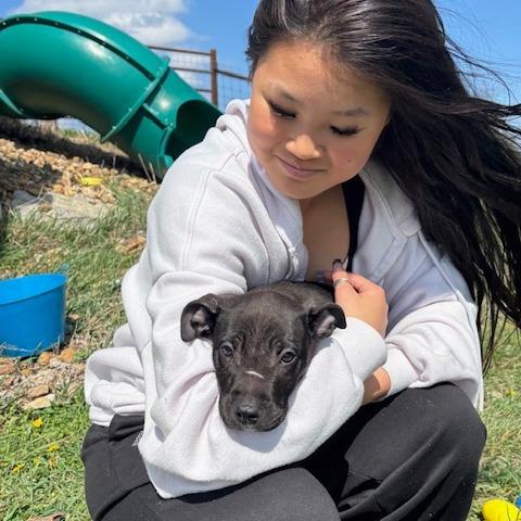Enlarge (Bob)Marley, a Adoptable Bull Terrier in Kansas City, MO image 4/6
