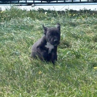 Enlarge (Bob)Marley, a Adoptable Bull Terrier in Kansas City, MO image 5/6