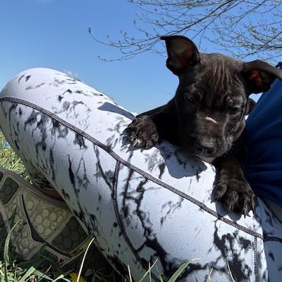 Enlarge (Bob)Marley, a Adoptable Bull Terrier in Kansas City, MO image 6/6