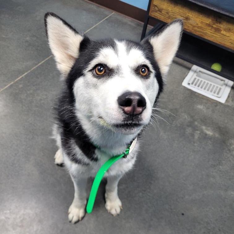 Travis, a Adoptable Husky in Idaho Falls, ID image 1/3