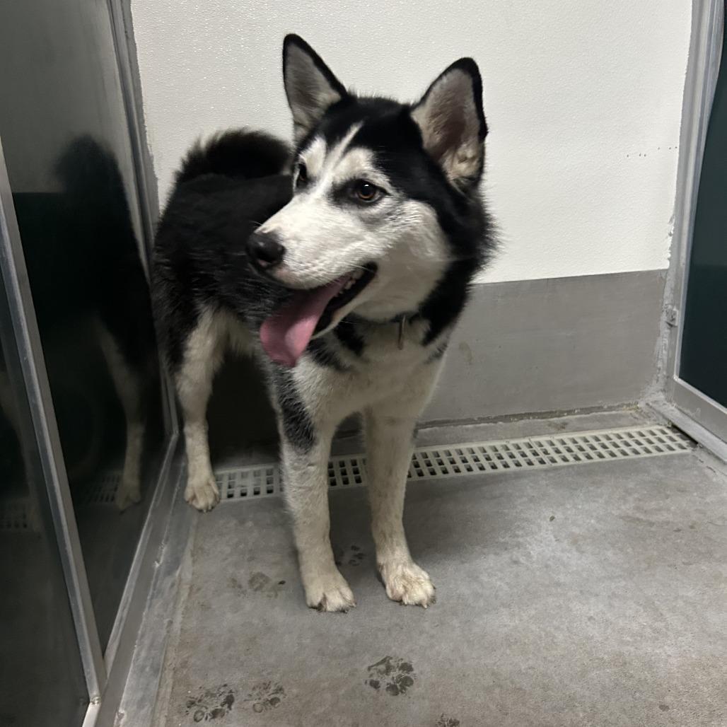 Travis, a Adoptable Husky in Idaho Falls, ID image 2/3