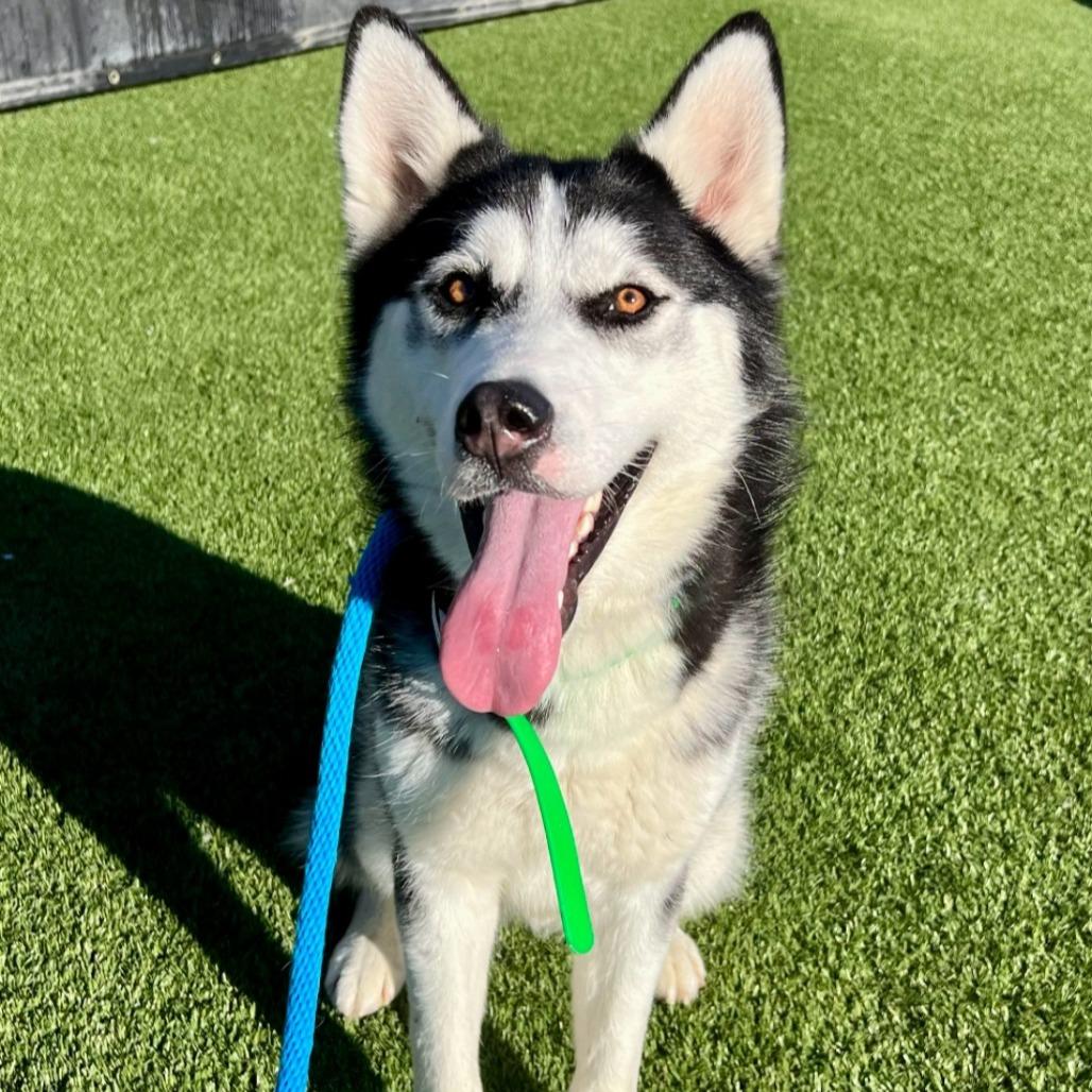 Travis, Adoptable, Young Male Husky.