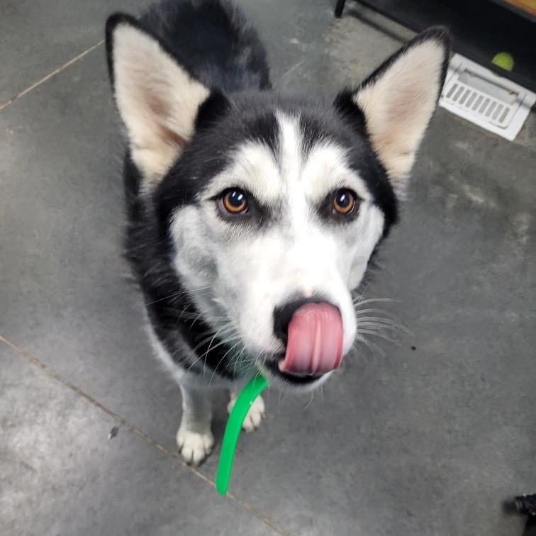Travis, a Adoptable Husky in Idaho Falls, ID image 3/3