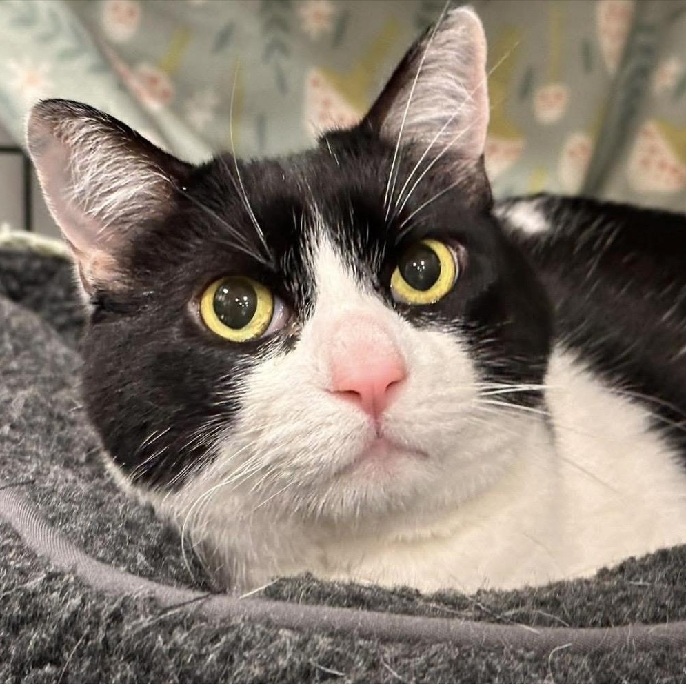 Walter, adoptable, Adult Male Domestic Short Hair.