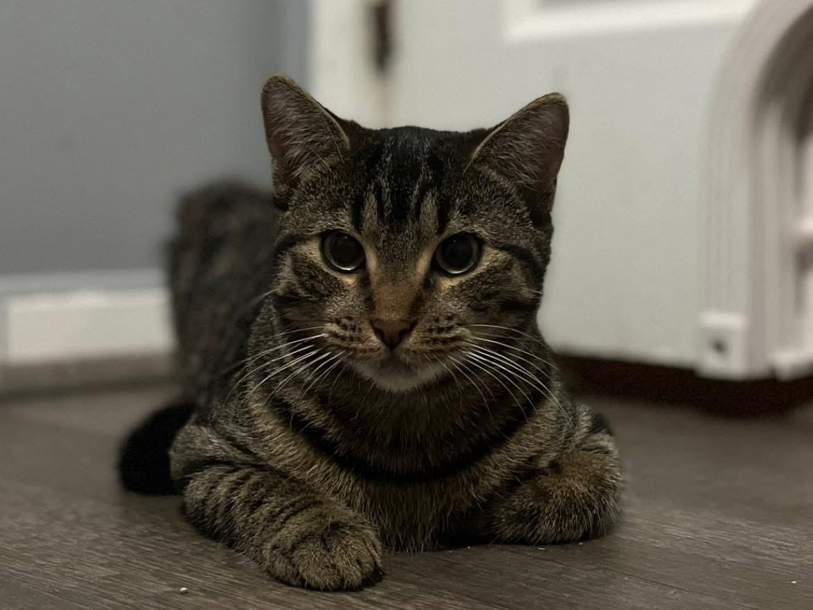 Victoria, Adoptable, Adult Female Domestic Short Hair.