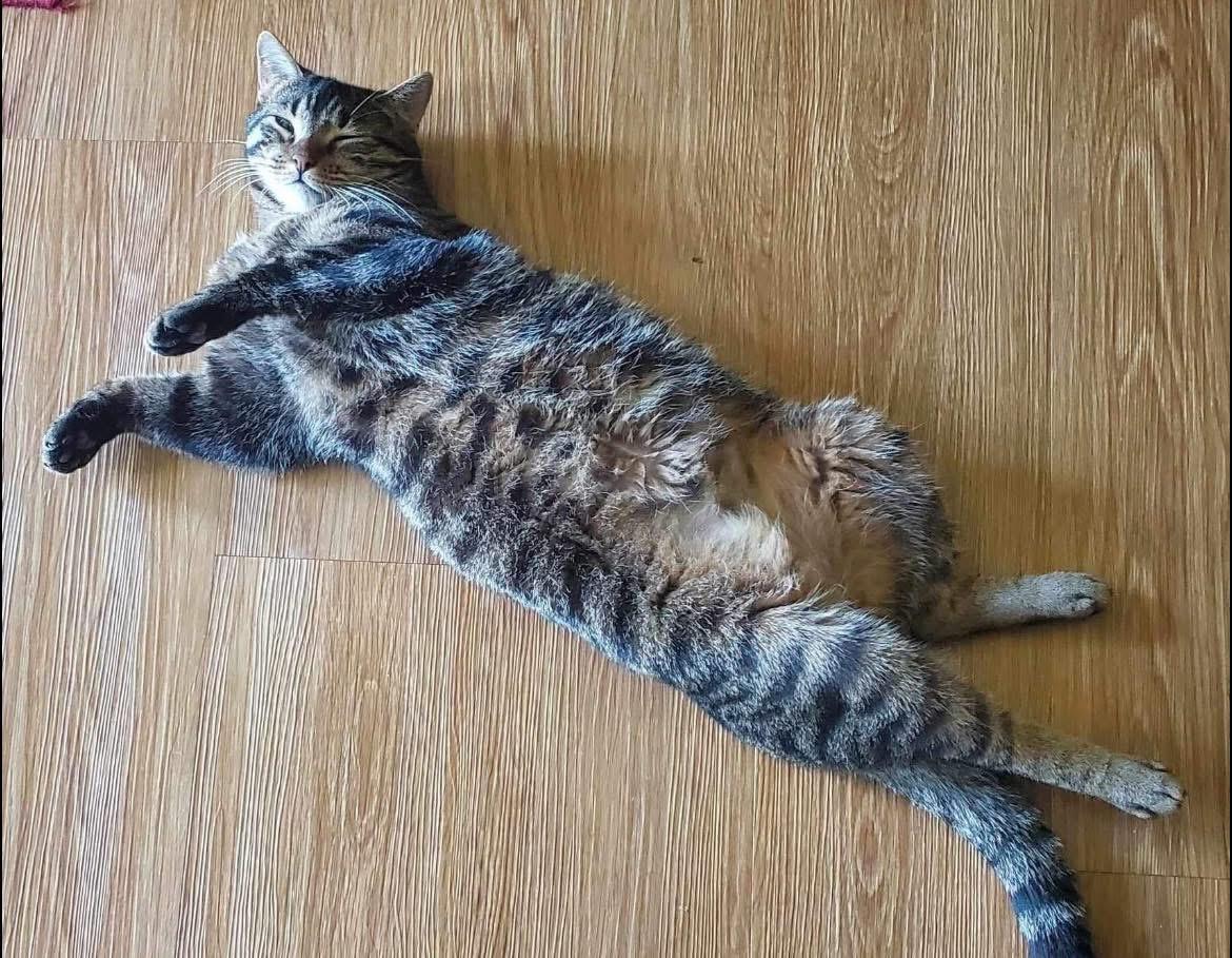 Enlarge Victoria, a Adoptable Domestic Short Hair in Austintown, OH image 2/3