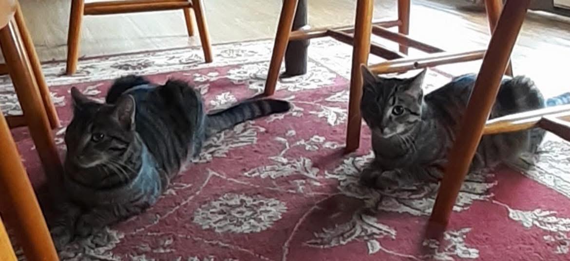 Enlarge Victoria, a Adoptable Domestic Short Hair in Austintown, OH image 3/3