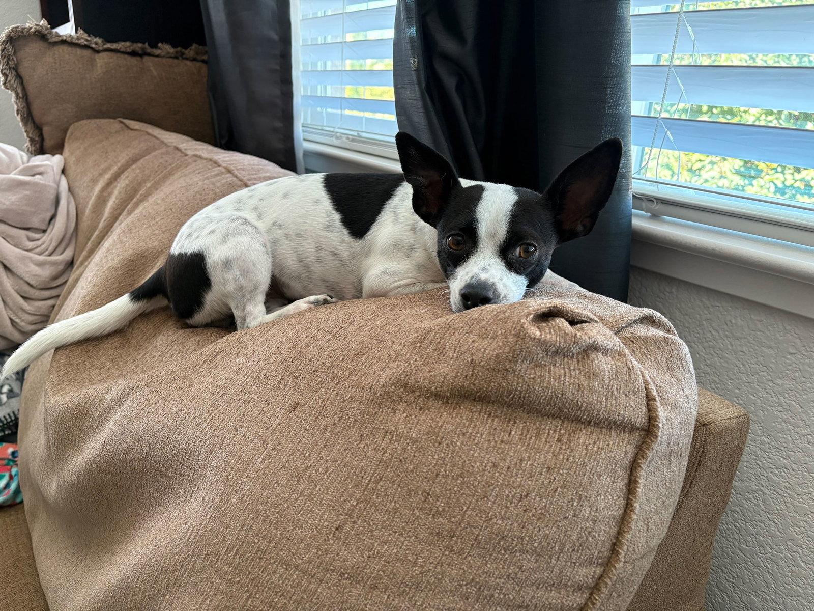 Audrey, Adopted, Young Female Chihuahua & Terrier.