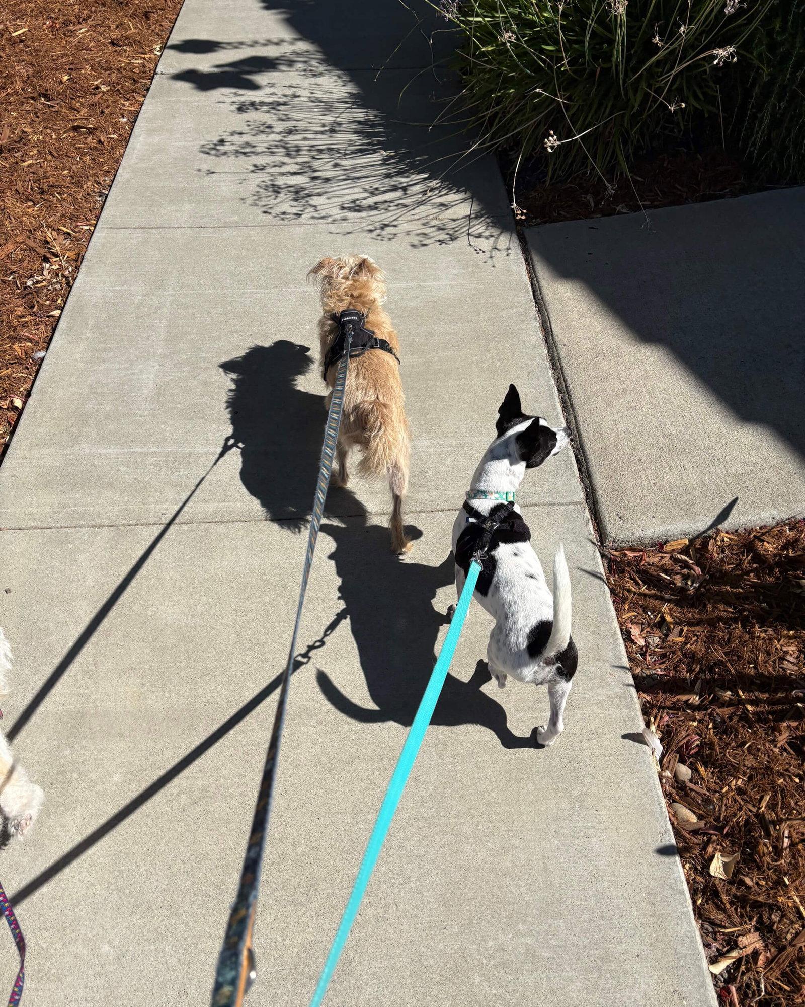 Audrey, a Adopted mixed breed in Davis, CA image 2/3