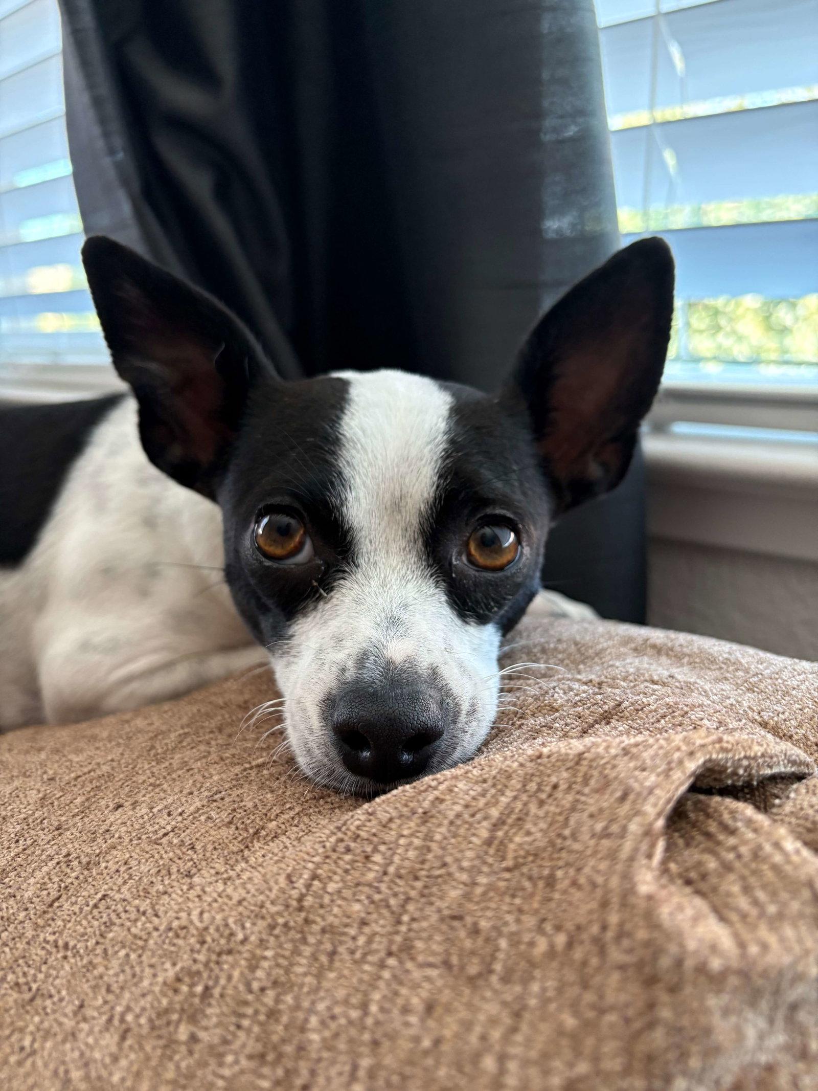 Audrey, a Adopted mixed breed in Davis, CA image 3/3