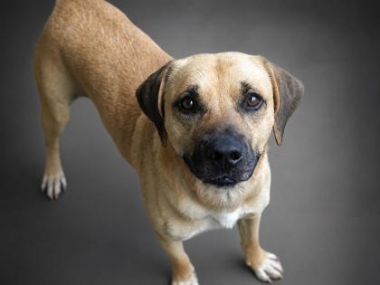 Enlarge Riot (HW+), a Adoptable mixed breed in Bowling Green, KY image 1/1