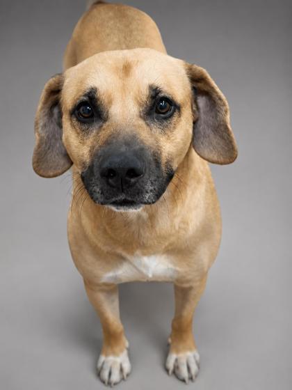 Riot (HW+) - SPONSORED, Adoptable, Adult Male Shepherd & Mixed Breed.