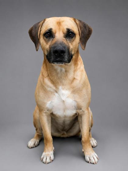 Riot (HW+) - SPONSORED, a Adoptable mixed breed in Bowling Green, KY image 2/2