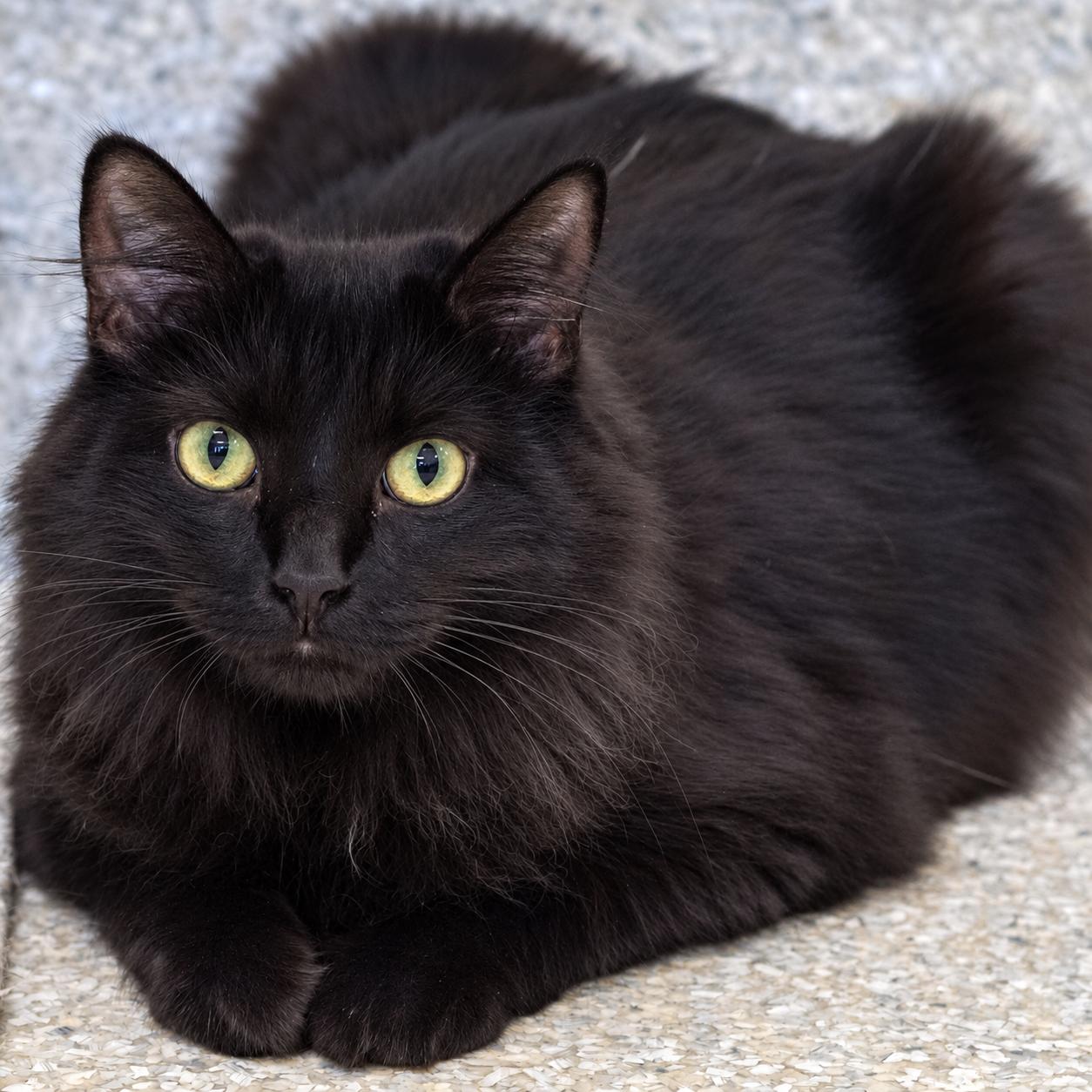 Skye, Adoptable, Adult Female Domestic Long Hair.