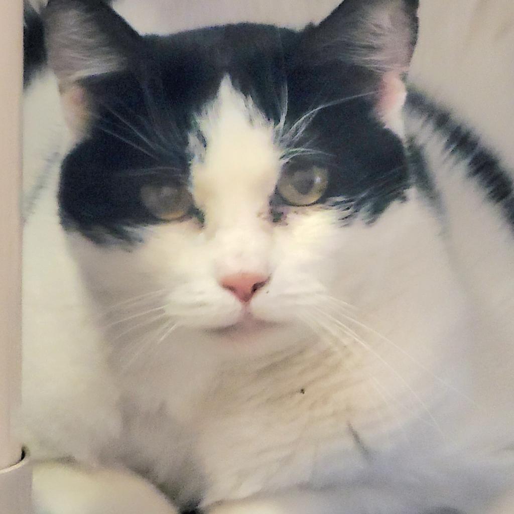 Elodie — thumbnail 6