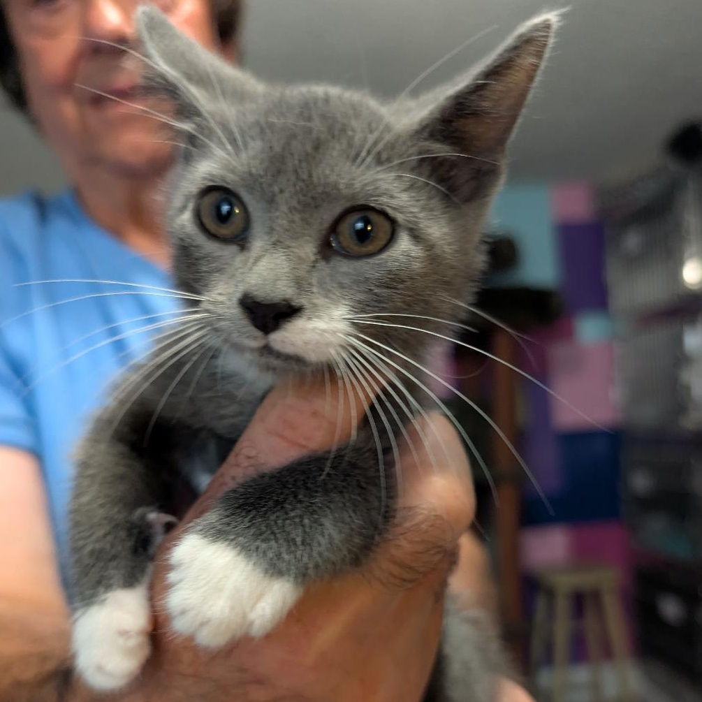 Enlarge Summer, a Adoptable Domestic Short Hair in Reisterstown, MD image 3/4
