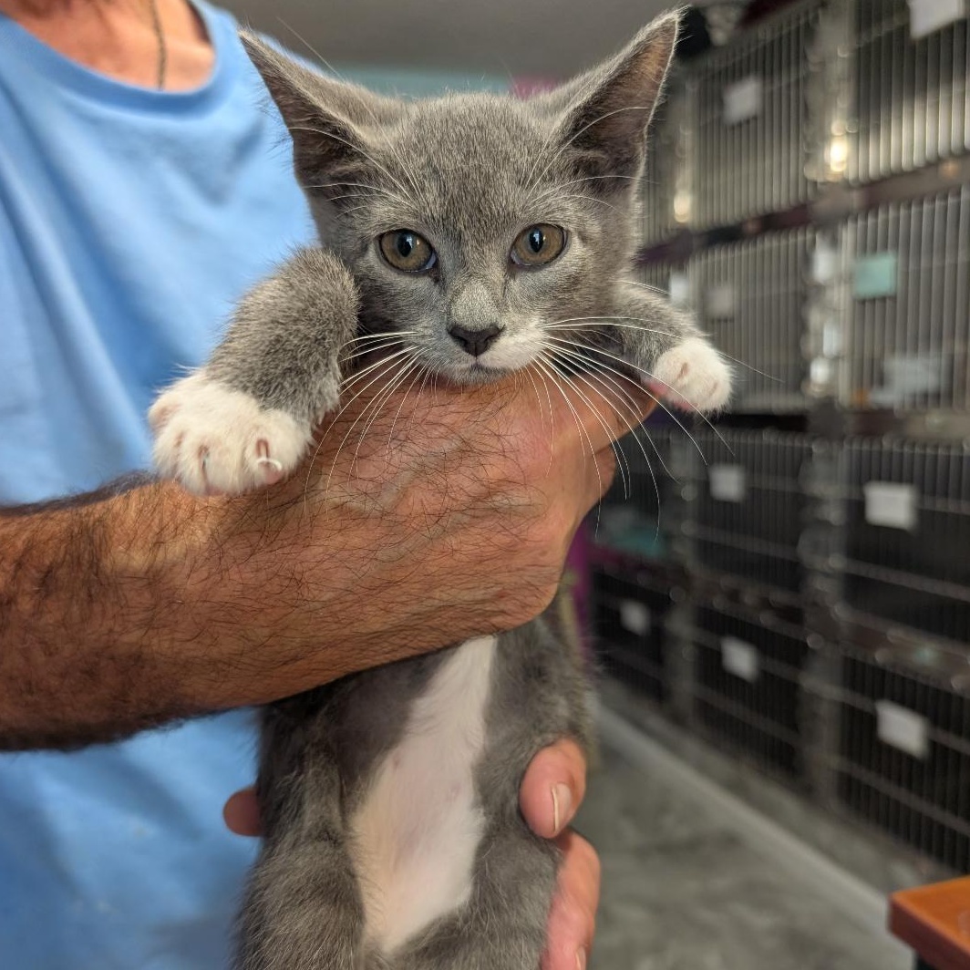 Enlarge Summer, a Adoptable Domestic Short Hair in Reisterstown, MD image 4/4
