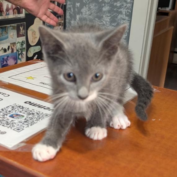 Enlarge Summer, a Adoptable Domestic Short Hair in Reisterstown, MD image 2/4