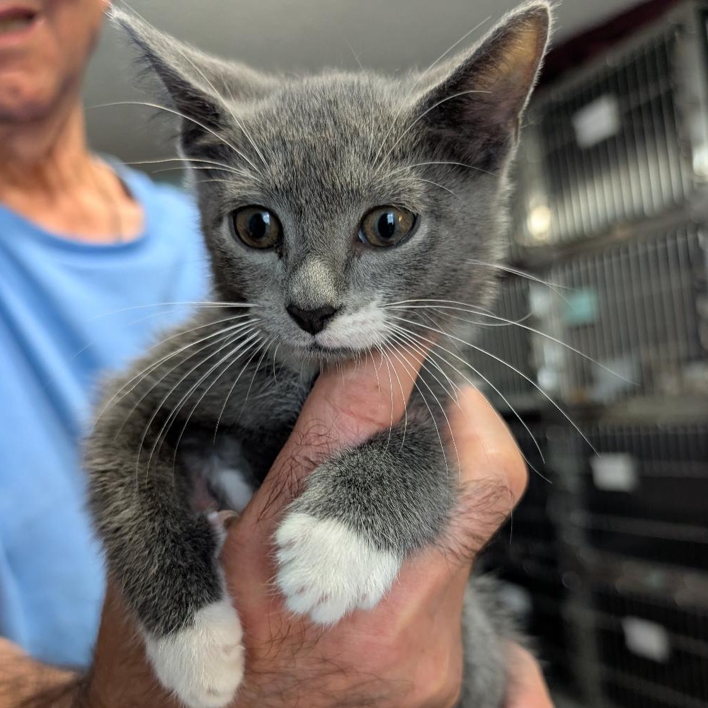 Enlarge Summer, a Adoptable Domestic Short Hair in Reisterstown, MD image 1/4