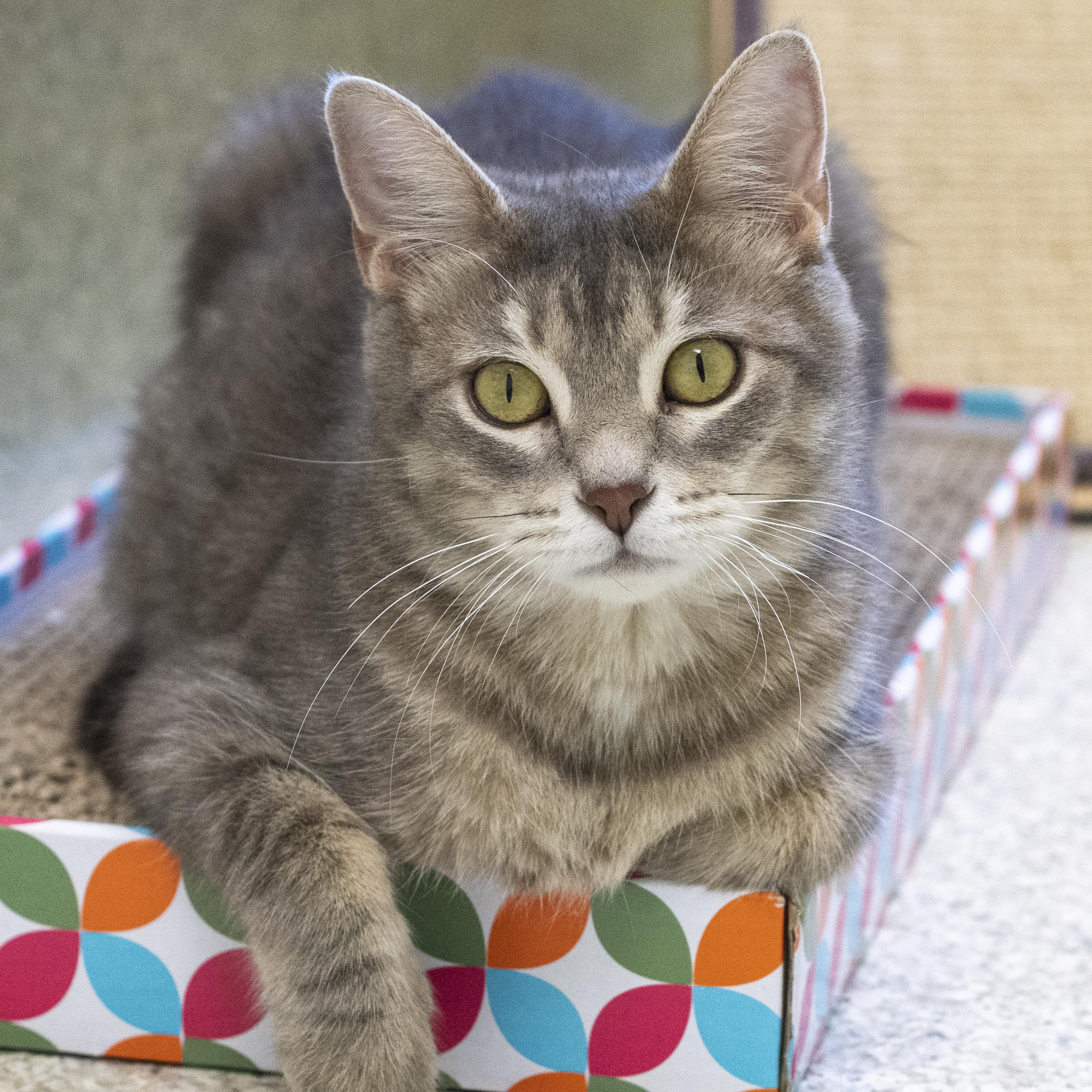 Kala, Adoptable, Young Female Domestic Short Hair.