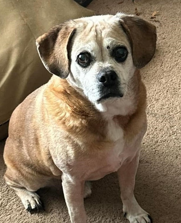 Rocky, Senior Male Puggle