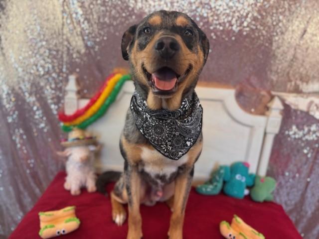 Enlarge HANDSOME, a Adoptable Catahoula Leopard Dog in Fairfield, CA image 1/1