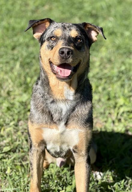 HANDSOME, Adoptable, Young Male Catahoula Leopard Dog.
