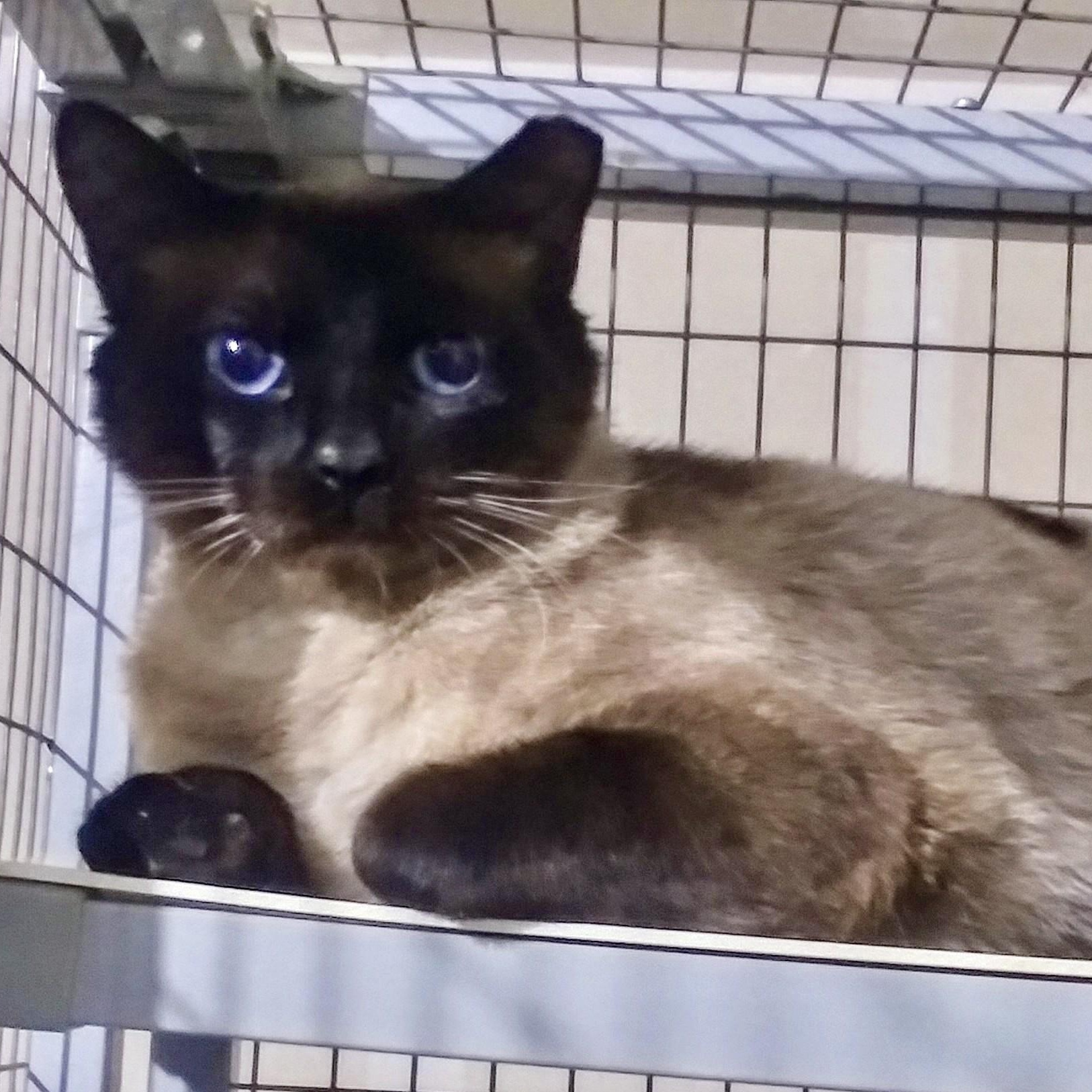 Please contact Joes foster mom at gillianlockeroutlookcom This handsome gentleman is approximatel